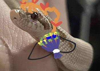 Wąż Heterodon nasicus - Toffee Superconda - Samica Hognose snake