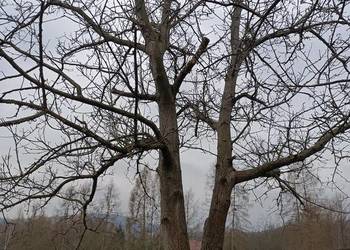 Drzewo orzech wloski