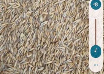 Owies po centrali odmiana bingo