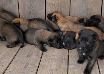 Owczarek belgijski malinois