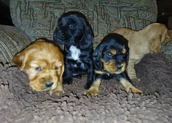 Śliczne Szczenięta Cocker Spaniel Angielski