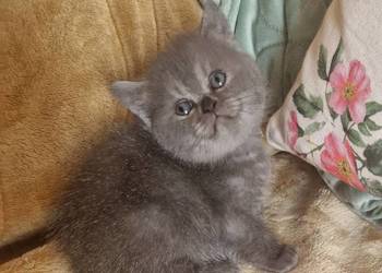 Brytyjskie kotka niebieska