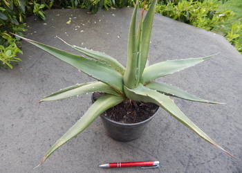 Unikatowa odhodowana endemiczna agawa z Gwatemali - agave ghiesbreghtii
