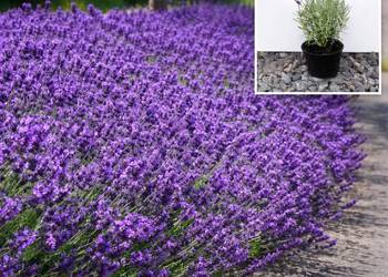 Lawenda Wąskolistna hidcote blue