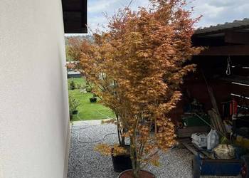 klon palmowy 300cm