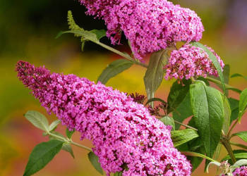 BUDLEJA RÓŻOWA PINK DELIGHT - sadzonki w doniczkach