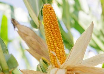 Nasiona kukurydzy SY Invictus FAO 230