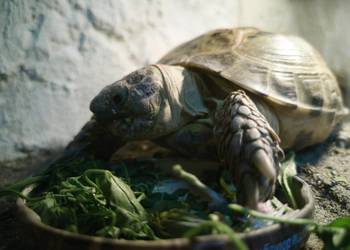 Żółw stepowy z terrarium REZERWACJA