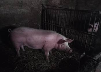 Loszka pod zaproszenie