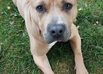 Amstaff Reproduktor
