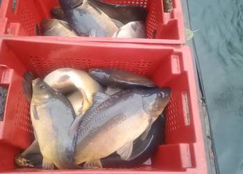 Karp handlowy, karpie hurt, detal