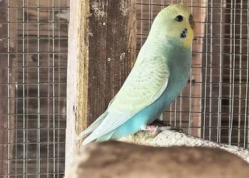 Młode faliste i Nimfy 2025 rok