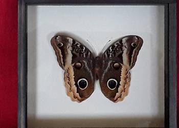 Motyl w ramce / gablotce 20x18 cm. Caligo uranus .