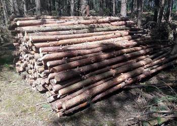 Drewno opałowe suche sezonowane