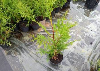 Thuja Plicata Gelderland 50-60 cm 15 zł szt Wrocław