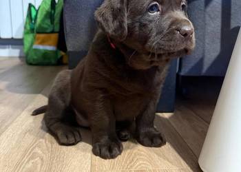Pieski i suczki Labradora Retriever czekoladowe
