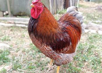 Kogut Wayandotta  Blue Laced Gold