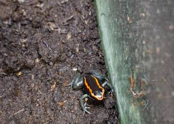 Liściołaz paskowany (Phyllobates vittatus)