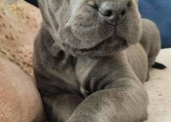 Suczka błękitna Cane Corso z rodowodem