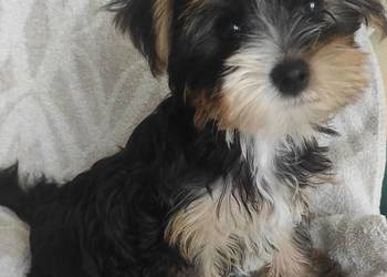 Yorkshire terrier