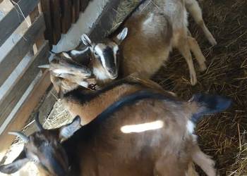 Kozy roczna zakocona