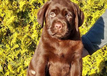 Labrador Retriever ZKwP/FCI- czekoladowa sunia