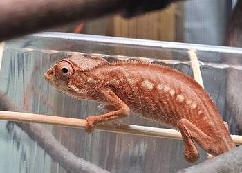 Samiczki kameleona lamparciego Ambilobe