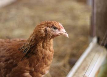 Kury nioski młode m.in. Rosa, Greenshell, Darkshell, Leghorn