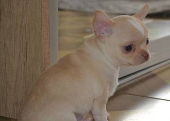 CHIHUAHUA ŚLICZNY PIESEK GOTOWY DO ZMIANY DOMKU