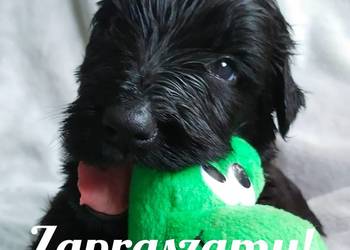 Czarny Terier Rosyjski szczeniak