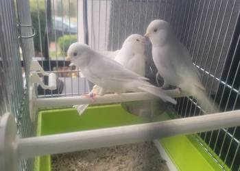 Biale  i zolte kanarki