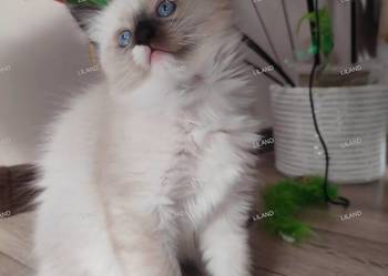 Koteczka Ragdoll na listopad, spokojna. Rodowód, chip, wyprawka, umowa. Konopiska
