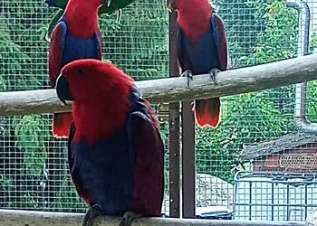 Lora wielka, lory