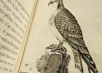 Starodruk Buffon Histoire Naturelle des Oiseaux 1799 r ptaki 9 ilustracjet