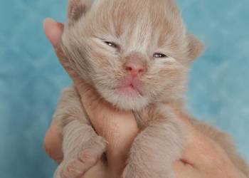 Kocurek Maine Coon Blue Aura