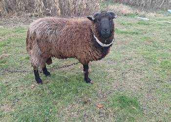 Owca baran sprzedam