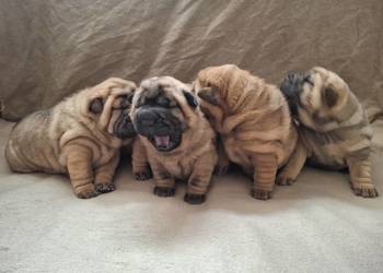 Szczenięta Shar Pei FCI