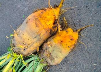 Buraki pastewne Syriusz bis pomarańczowe