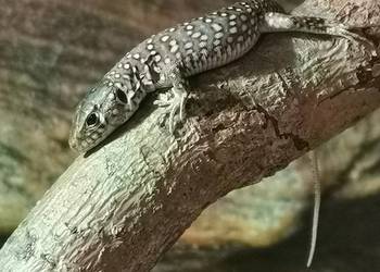 Jaszczurka perłowa, Timon lepidus młode osobniki