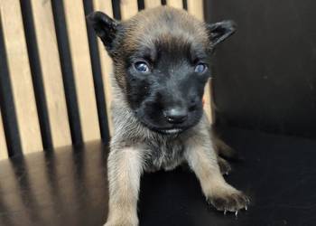 Owczarek Belgijski Milanois