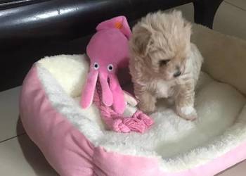 Maltipoo  dziewczynka  prześliczna po małych rodzicach