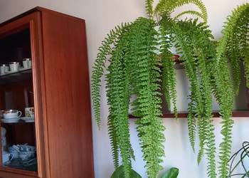 Paproć  gatunek z dawnych lat