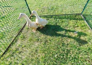 Kaczki para Pekin