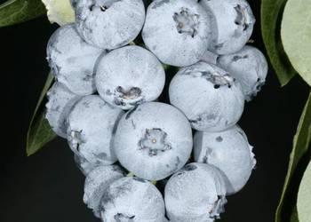 Borówka amerykańska bardzo słodka