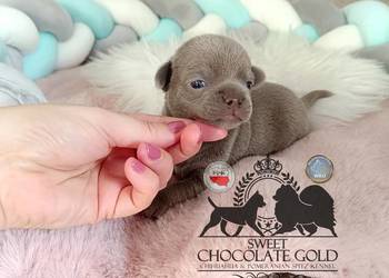 Chihuahua piesek liliowy krótkowłosy piękny badania rodowód