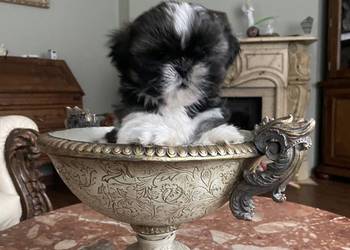 Shih tzu suczka
