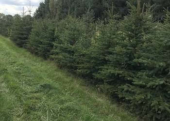 Świerk srebrny likwidacja plantacji