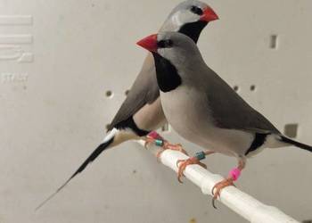 Amadyny Ostrosterne Różne Mutacjr