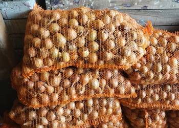 Cebula drobna na wysadke