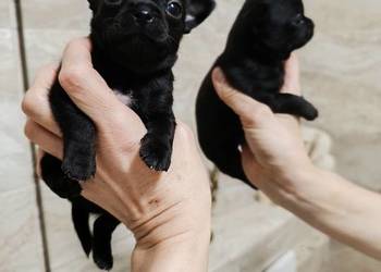 Chihuahua czarny